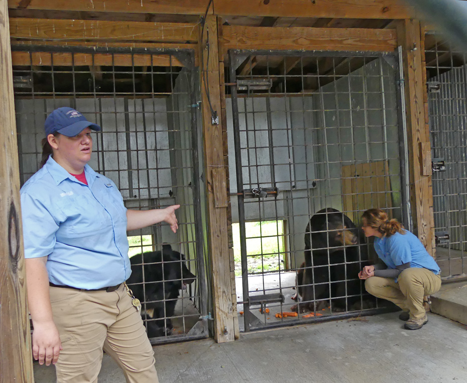 two keepers with black bears at Nemacolin Woodlands Resort