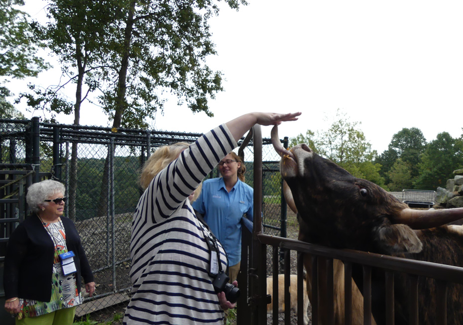 woman feeding cow at Wildlife adventures at Nemacolin Woodlands Resort