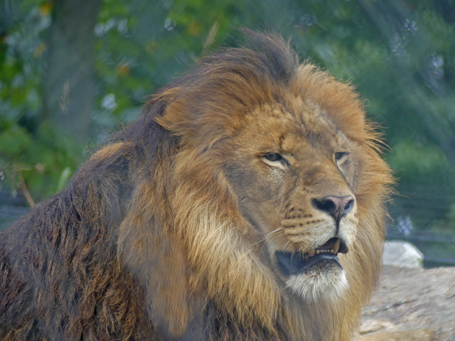 male lion