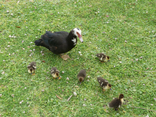 moma and baby ducks