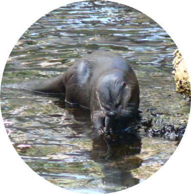 otterhs.jpg (1546660 bytes)