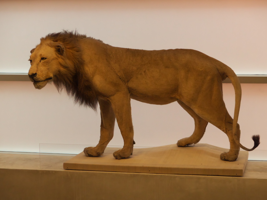 Stuffed lion at Andy Warhol Museum