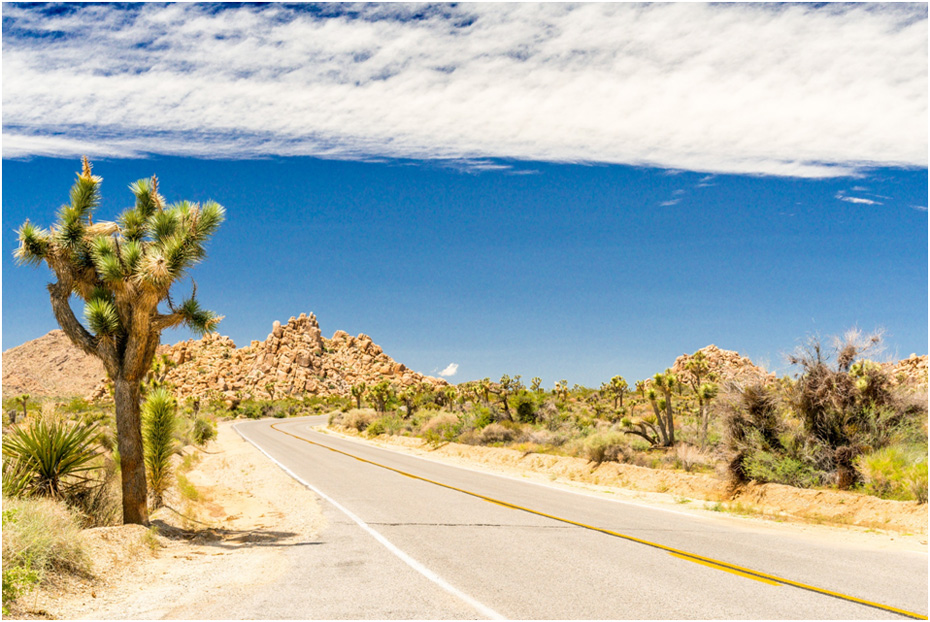 Road through Joshua Tree NP