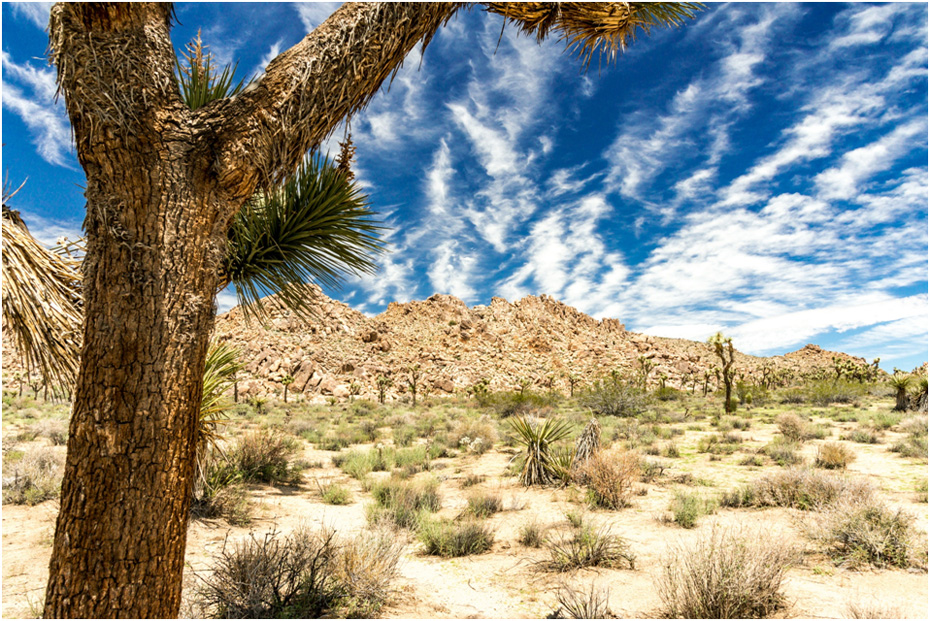 desert landscape at Joshua Tree NP