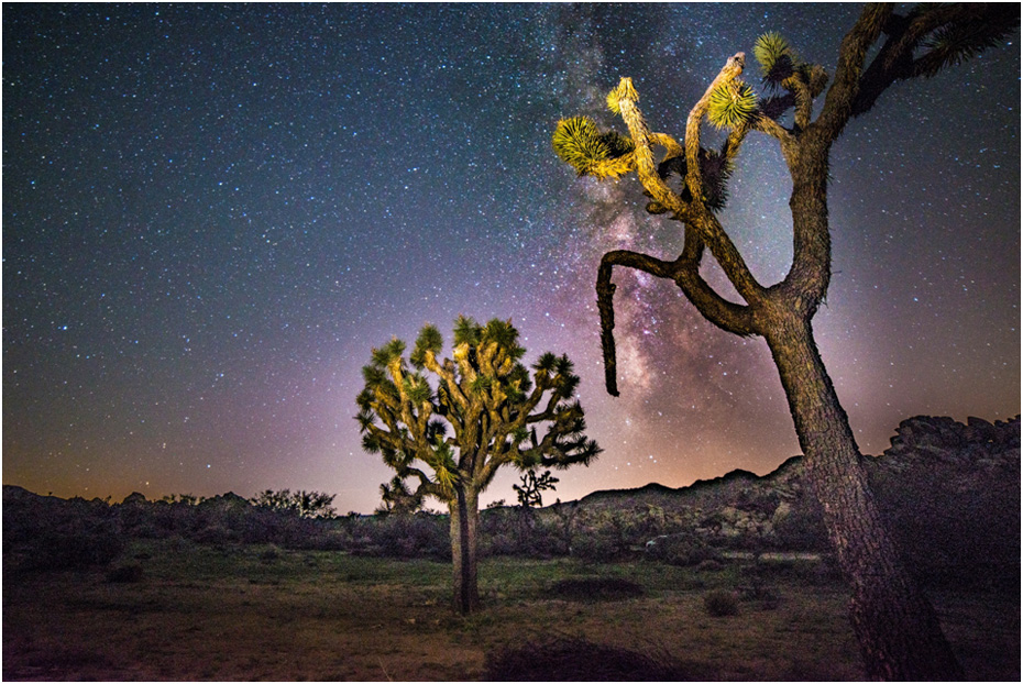 Joshua Tree with Milky Way