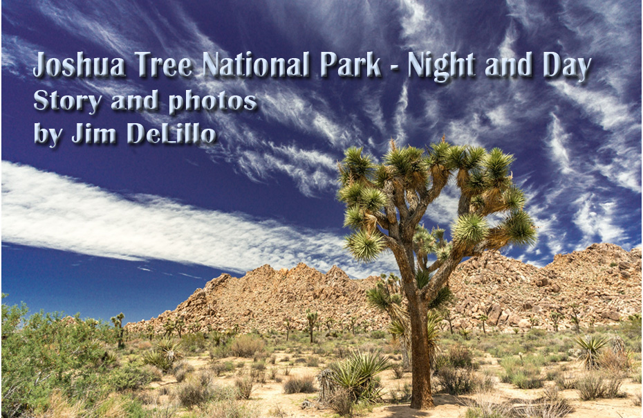 Joshua Tree as seen from the roadside.