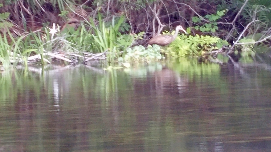 Limped on banks of creek