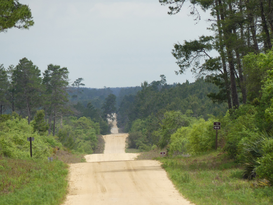 dirt road in Ocala national forest