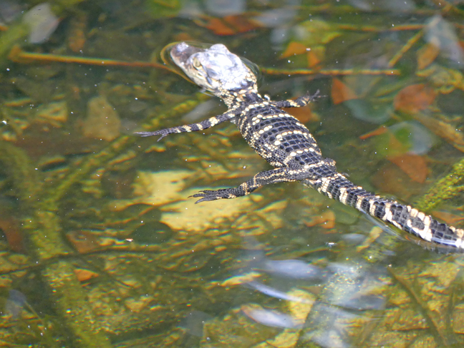 baby alligator in water