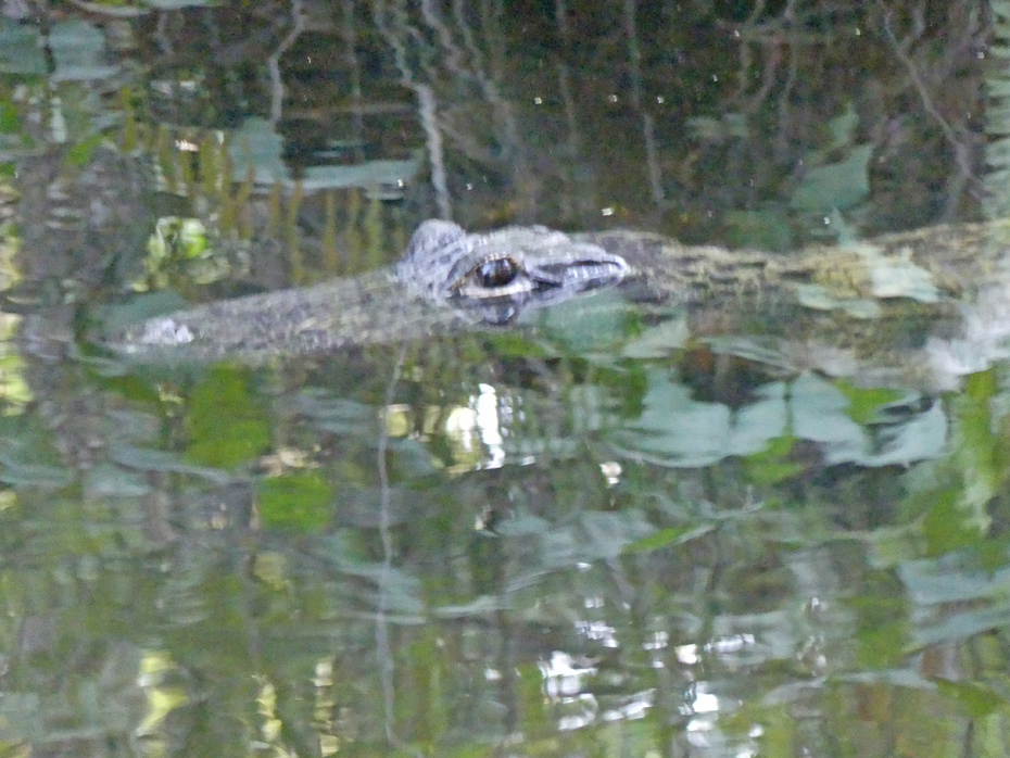 view of large alligator with head above water