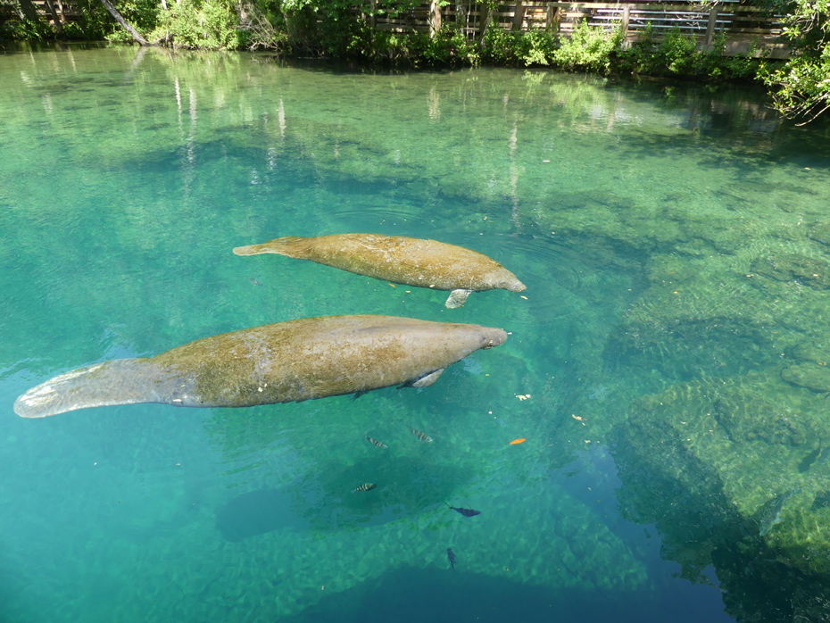 mother and baby manatee in water