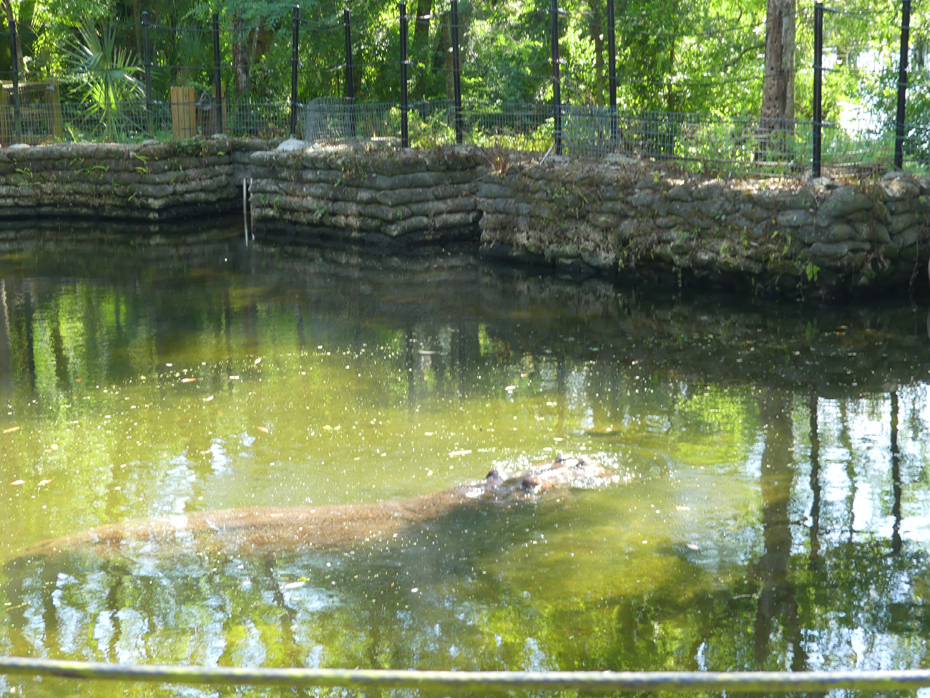 hippo in water