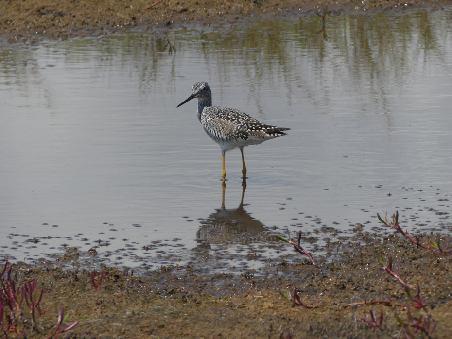 bird in water