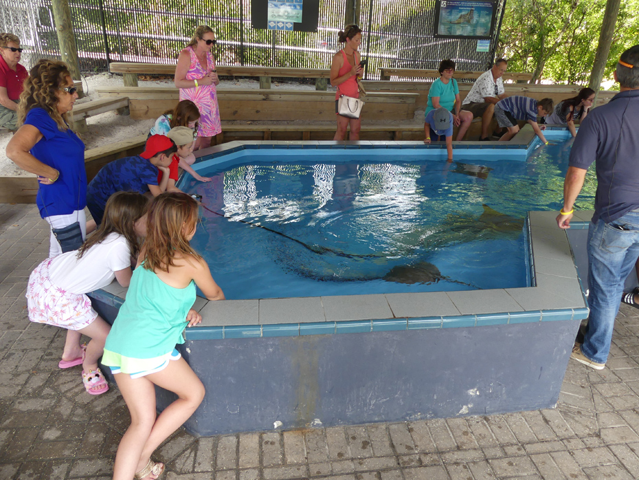 people gathered around a pool with stingrays