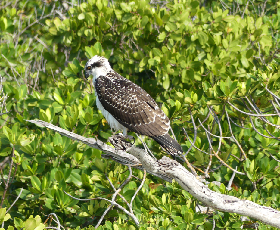 ospree on branch