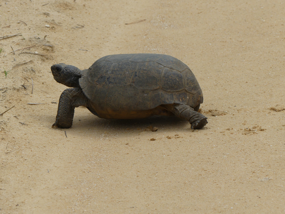 golpher turtle on dirt road