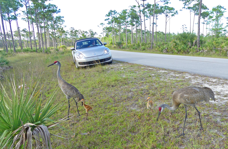 mamma and babies at Johnathan Dickerson sp