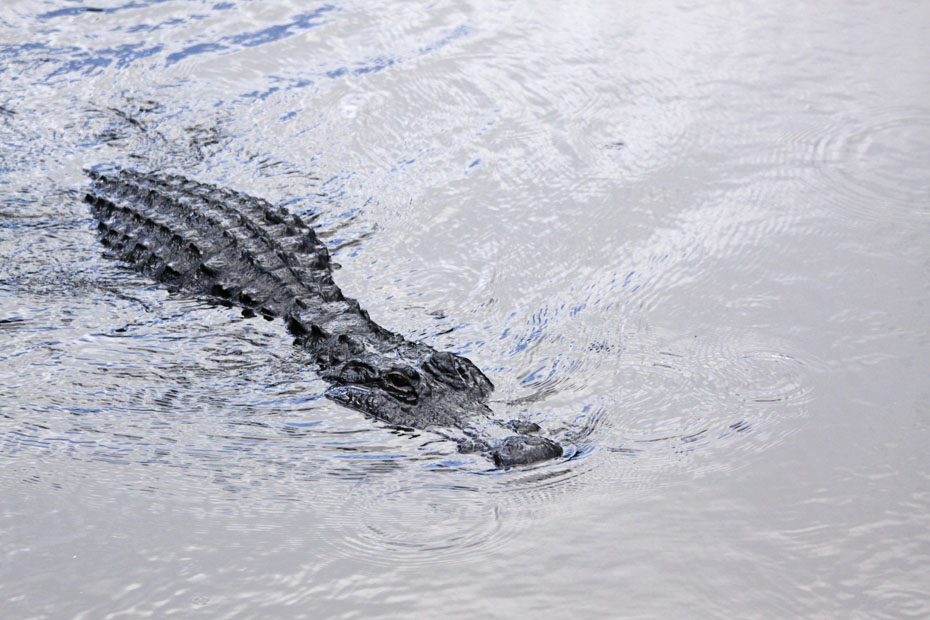 Alligator swimming with just part of body above water.