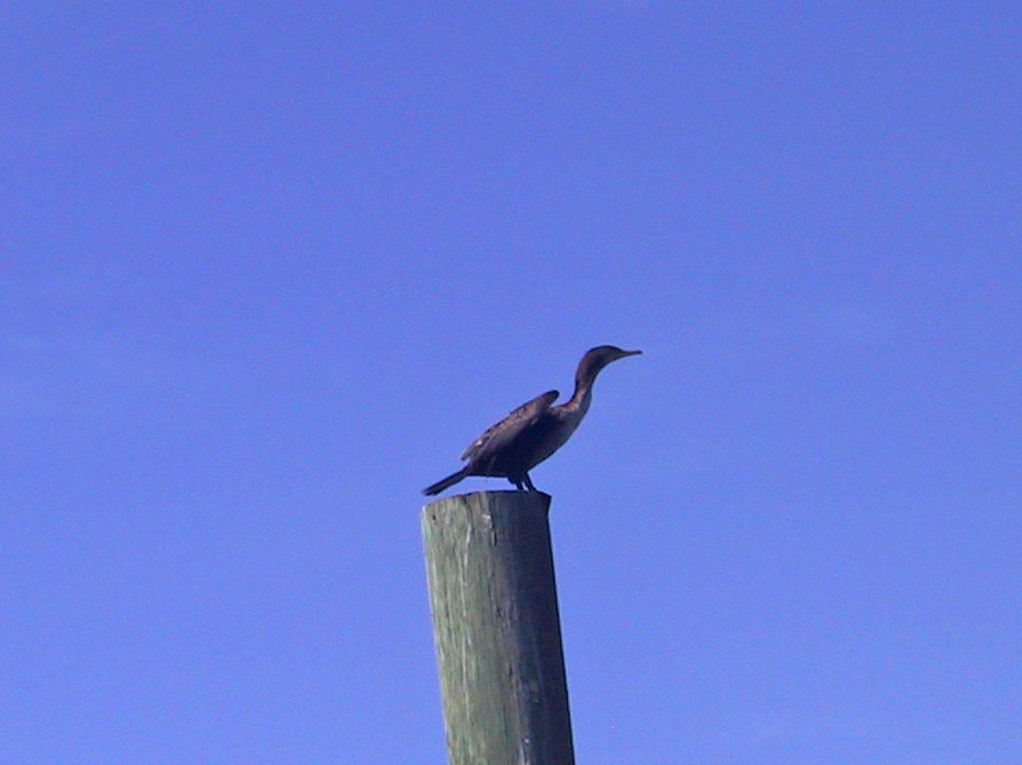 
									comorant sitting on piling in water.