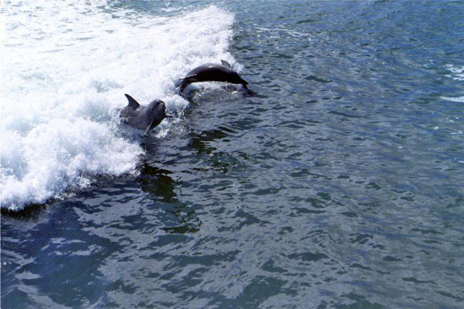 Two dolphins jumping in water .