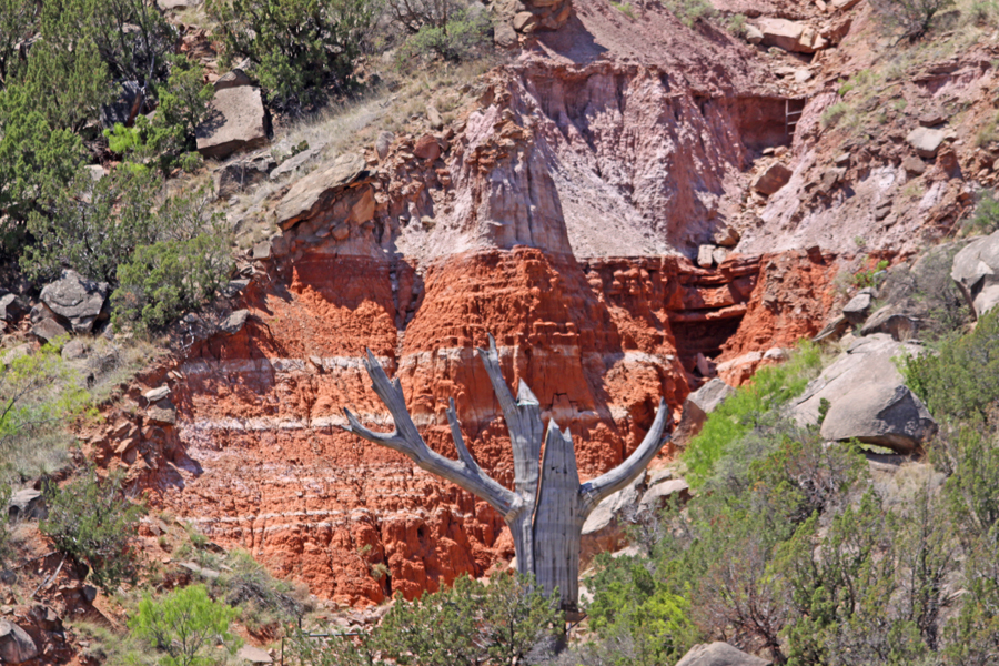 deadwood in front of canyon wall  at Palo Duro Canyon near Amarillo, Texas