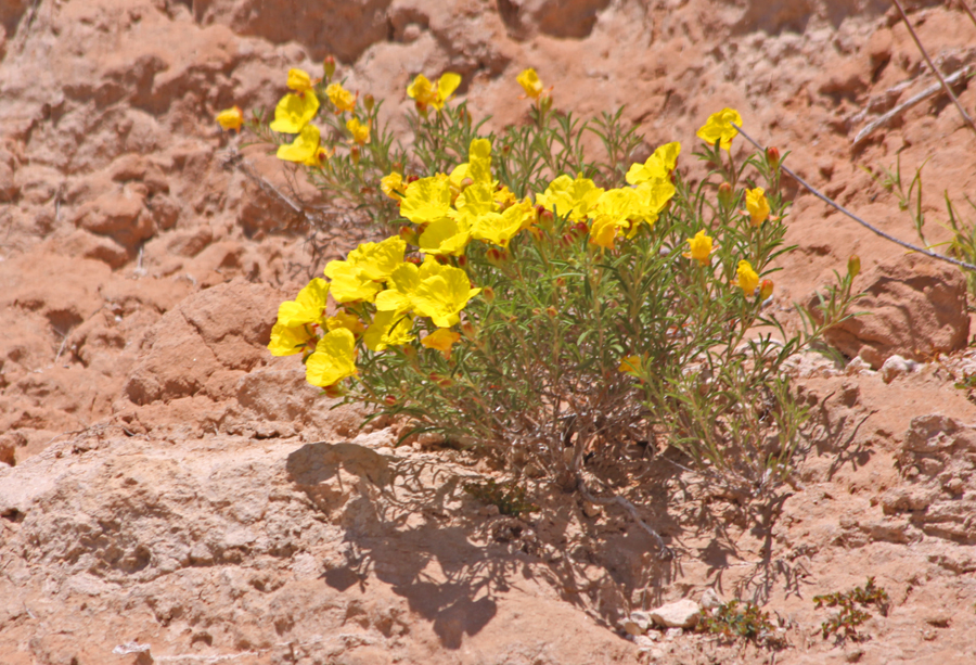 Wildflowers  at Palo Duro Canyon near Amarillo, Texas