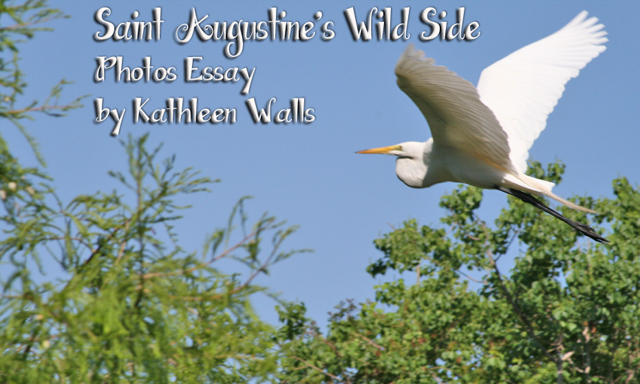 White Egret flying over trees as title for St. Augustine's Wild Side