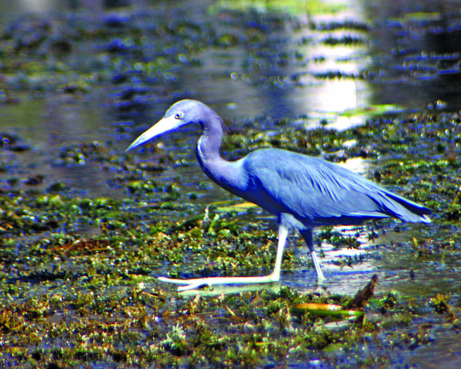 blue heron in marsh.