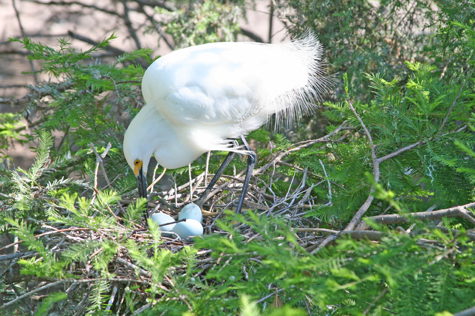 White Egret tending her nest with three eggs in it.