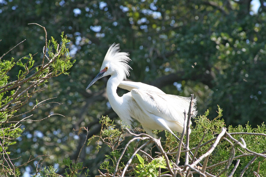 White Egret in tree top.