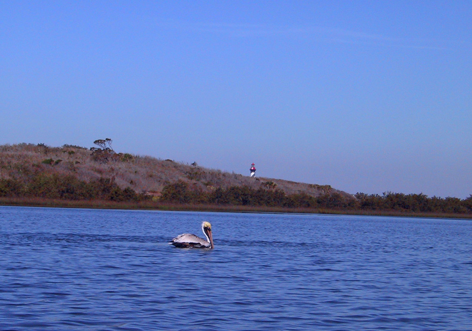 Pelican in water with Saint Augustine Lighthouse top showing over trees in distance.