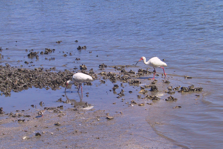 Two White ibises walking through oyster bed in shallow water.