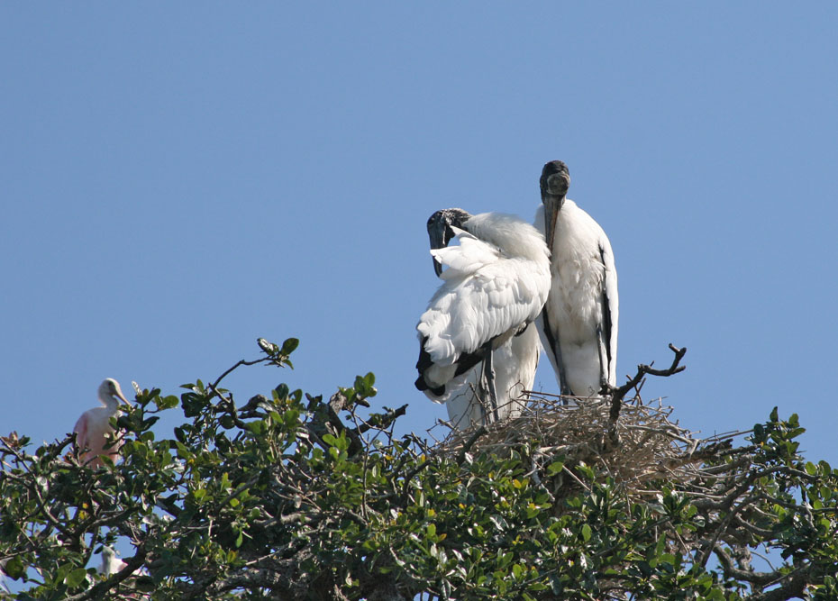 two Wood storks in tree.