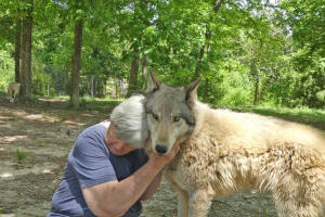 author and wolf