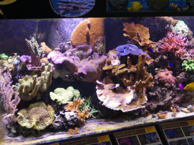 st Lucie aquarium1