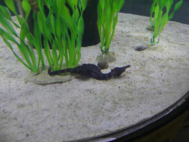 seahorse lying on bottom to feed