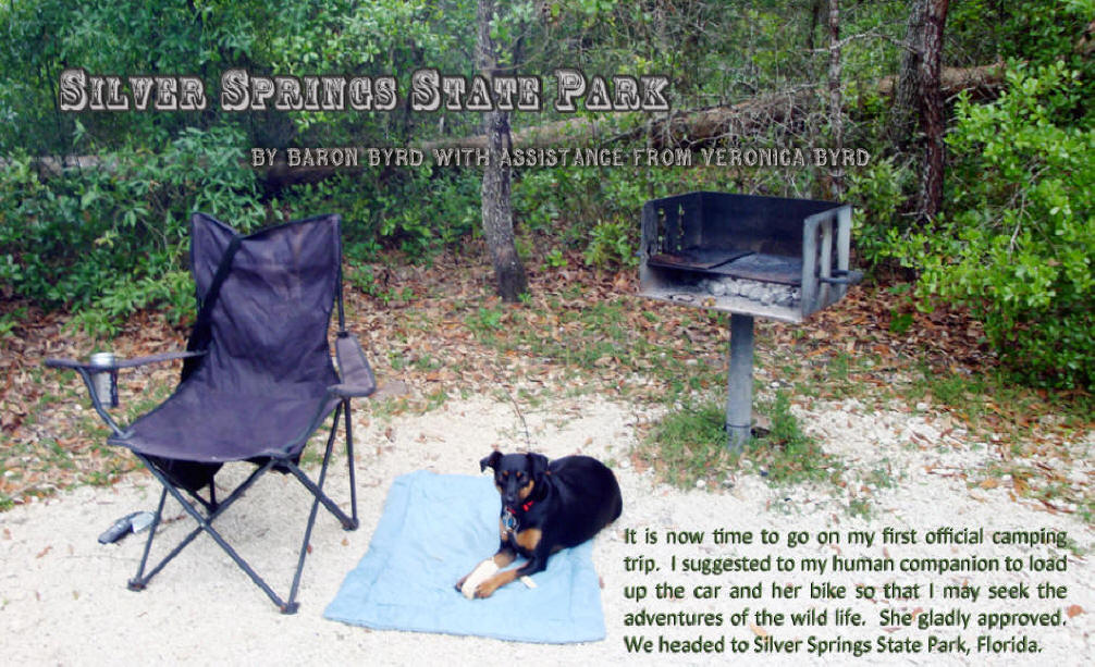 Baron rest on a blanket at the campesite in Silver Springs State Park near Ocala, Flofids
