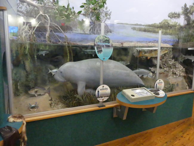 manatee exhibit at oxbow eco center