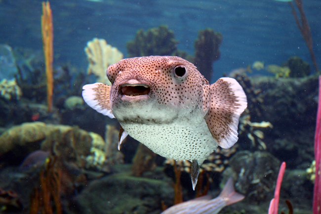 fish at Fl Aquarium