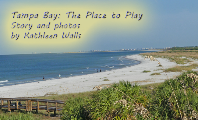 beach at tampa bay