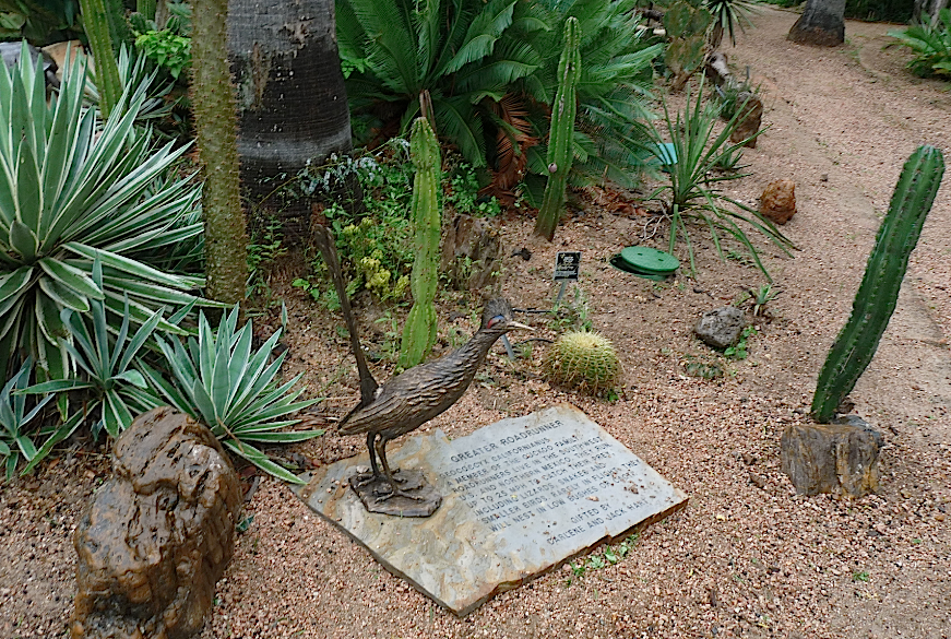 Roadrunner stature in cactuse garden