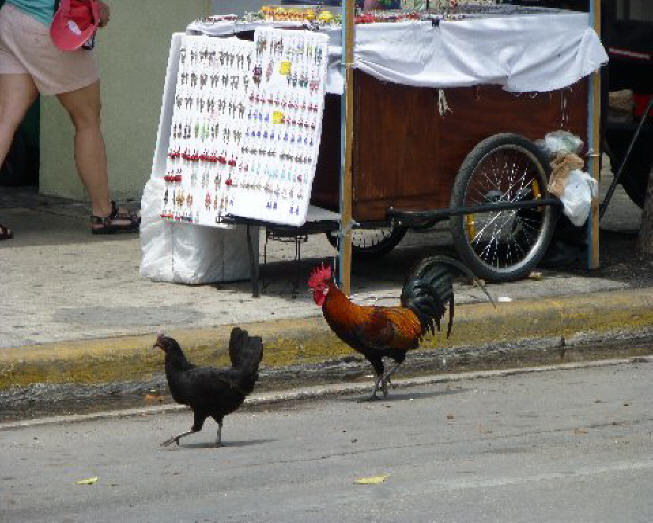 Roosters on street in Key West