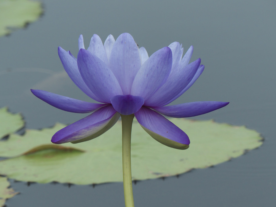 Blue Cloud at International Waterlily Collection