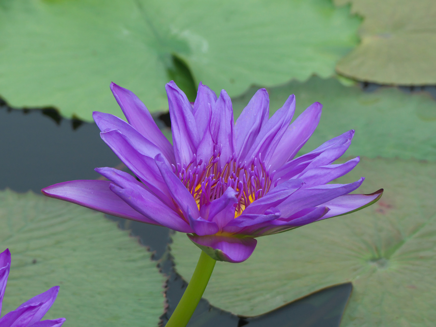 Suwannata at International Waterlily Collection