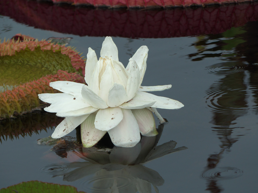 A Victoria at International Waterlily Collection