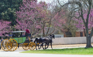 carriage in williamsburg