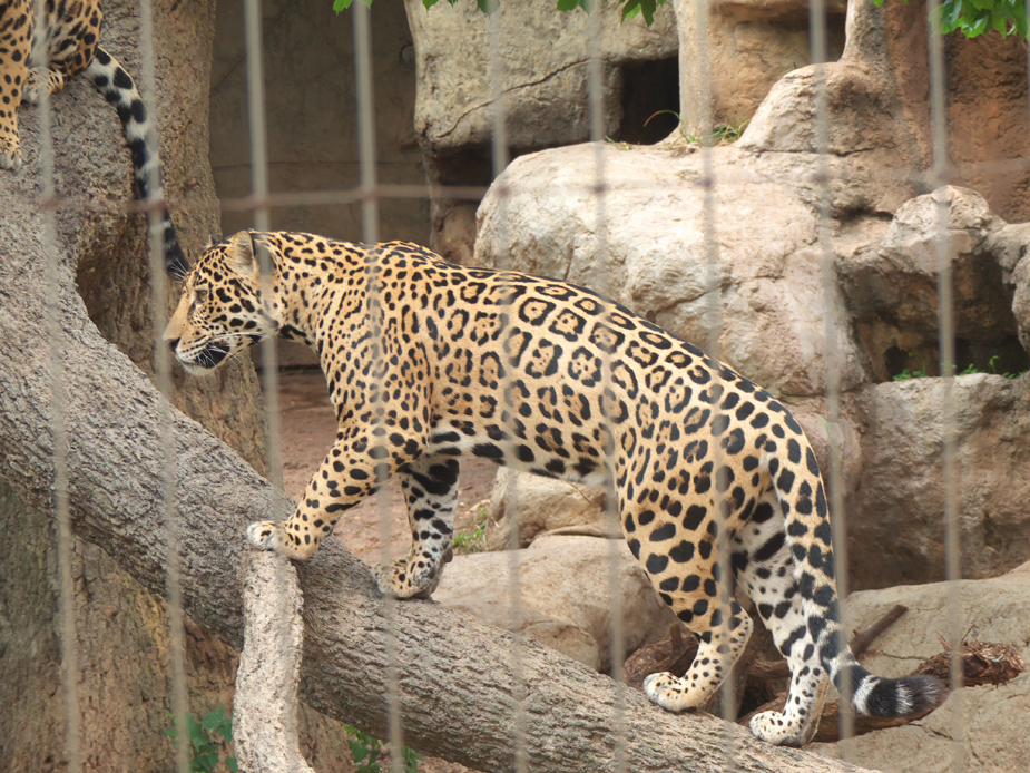 Jaguar at Abilene Zoo