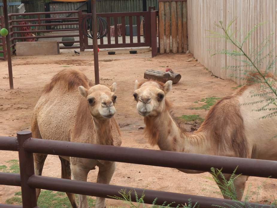 pair of camels at Abilene Zoo