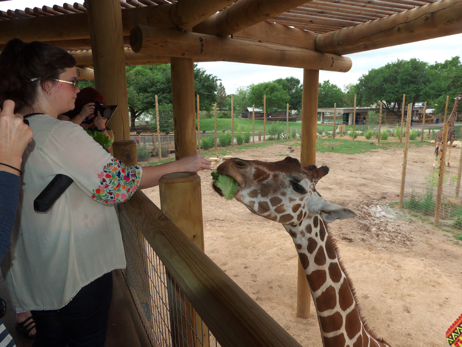 woman feeding girraffs at Abilene Zoo