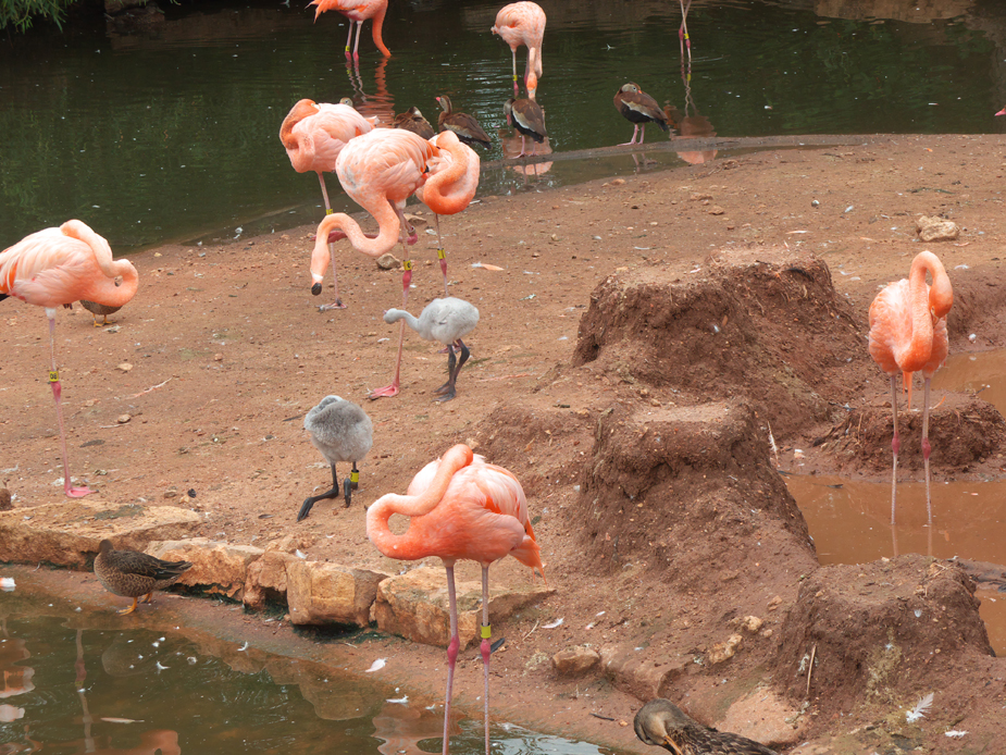 Flamingos at Abilene Zoo